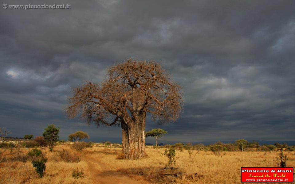 TANZANIA - Tarangire National Park - 49.jpg
